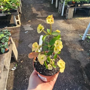 Yellow Crown of Thorns - Euphorbia Milii - 4in Pot - Drought Tolerant
