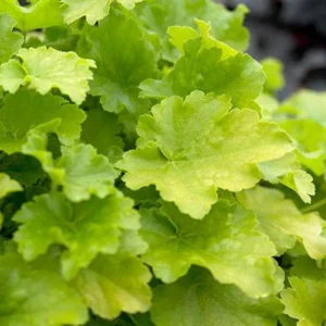 1 Citronella Heuchera Coral Bells 4 Inch Pot Golden Foliage, White Flowers