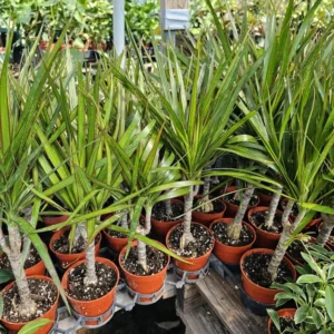 Dracaena Kiwi Cane - 4in Pot - Low Maintenance Indoor Plant