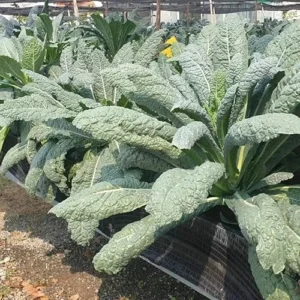 3 Kale Plants - Live Blue Kale Vegetable Plant for Planting, 4 to 6 Inch Tall in 4 Inch Pot