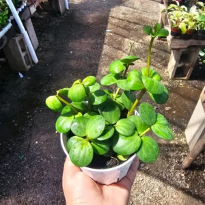 Peperomia Hope - 2in Pot - Easy Care Indoor Plant