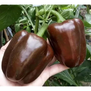 4 Live Chocolate Sweet Bell Pepper Plants - Big Fruit Sweet Peppers - Ready to Grow