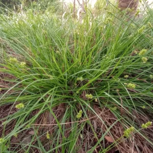 Webberville Sand Sedge 1 Gallon Live Plant – Drought-Tolerant Ground Cover, Carex perdentata