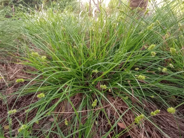 Webberville Sand Sedge 1 Gallon Live Plant – Drought-Tolerant Ground Cover, Carex perdentata