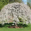 Weeping Cherry Tree Prunus x yeodensis shidare yoshino - Flowering Tree - 2.5" Pot