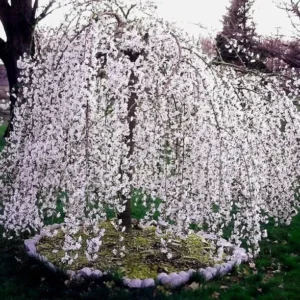 Weeping Cherry Tree Prunus x yeodensis shidare yoshino - Flowering Tree - 2.5" Pot