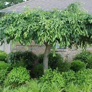 Weeping Cherry Tree Prunus x yeodensis shidare yoshino - Flowering Tree - 2.5