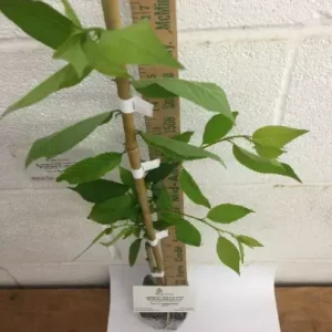 Weeping Cherry Tree Prunus x yeodensis shidare yoshino - Flowering Tree - 2.5