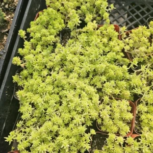 Gold Dust Sedum - Tokyo Sun - 2in Pot - Vibrant Succulent