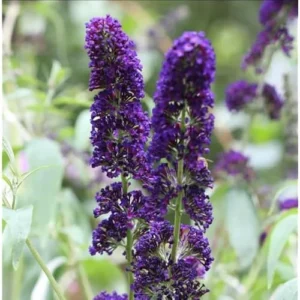 Black Knight Butterfly Bush Live Plant 4-6