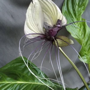 White Bat Flower - Tacca integrifolia - Rooted Plant in 3" Pot