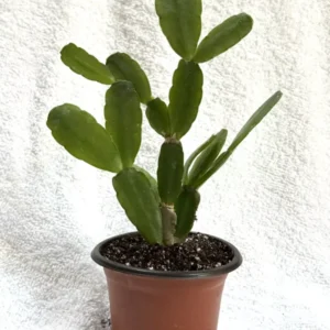 White Easter Cactus 3.5