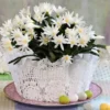 White Easter Cactus 3.5" Pot - Spring Cactus Plant Rhipsalidopsis Hatiora Plant