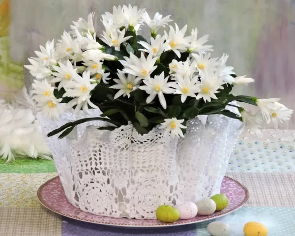 White Easter Cactus 3.5" Pot - Spring Cactus Plant Rhipsalidopsis Hatiora Plant