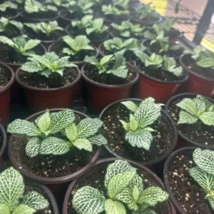 White Fittonia Plant - 2 Live Potted Nerve Plants 3-5 Inch White Angel Variety