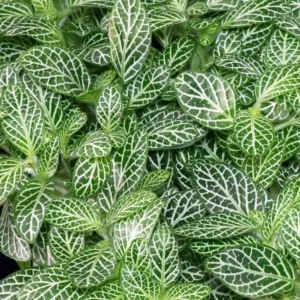 White Fittonia Plant - 2 Live Potted Nerve Plants 3-5 Inch White Angel Variety