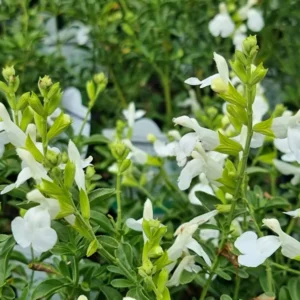 White Salvia greggi 1 Gallon Live Plant – Evergreen Shrub, Fragrant White Flowers, Hummingbird Attracting