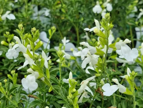 White Salvia greggi 1 Gallon Live Plant – Evergreen Shrub, Fragrant White Flowers, Hummingbird Attracting