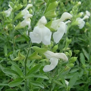White Salvia greggi 1 Gallon Live Plant – Evergreen Shrub, Fragrant White Flowers, Hummingbird Attracting