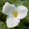 White Trillium Bulbs 5-Pack - Wood Lily Wildflower - Spring Planting