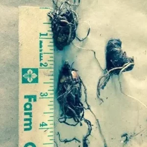 White Trillium Bulbs 5-Pack - Wood Lily Wildflower - Spring Planting