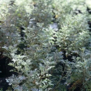 Wormwood Artemisia Powis Castle 1 Gallon Live Plant – Silver Foliage, Drought Tolerant, Deer Resistant