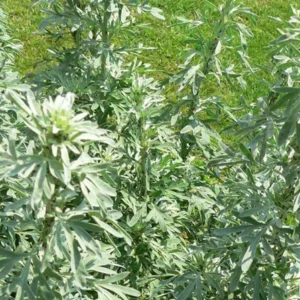 Wormwood Artemisia Powis Castle 1 Gallon Live Plant – Silver Foliage, Drought Tolerant, Deer Resistant