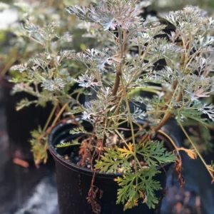 Wormwood Artemisia Powis Castle 1 Gallon Live Plant – Silver Foliage, Drought Tolerant, Deer Resistant