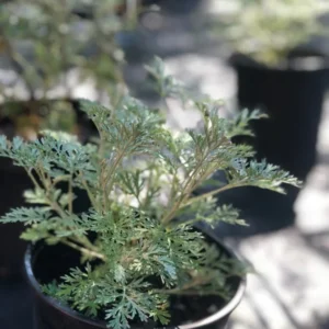 Wormwood Artemisia Powis Castle 1 Gallon Live Plant – Silver Foliage, Drought Tolerant, Deer Resistant