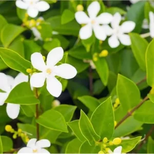 Live Snow Jasmine Plant - 2 to 5 Inches - White Blooming Jasmine