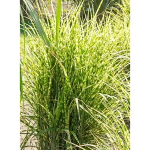 Live Gold Grass Plant, Golden Variegated Miscanthus Grass, Dwarf Zebra Grass, Ready to Grow