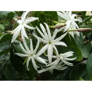 Angel Wings Jasmine Plant - 1 Feet Tall - Fragrant White Jasmine Vine