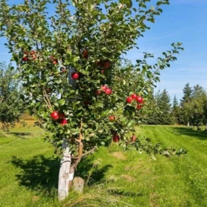 2 Live Honeycrisp Apple Trees 2 Feet Tall – Sweet Fruit, Semi-Dwarf, Bare Root