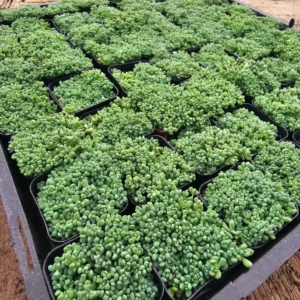Sedum dasyphyllum - 2in Pot - Drought-Tolerant Hardy Succulent