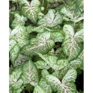 2 Caladium Bulbs - Green Deep Pink Tricolor Caladiums for Planting