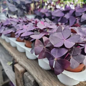 Oxalis Triangularis - Purple Shamrock Plant - 2in Pots Green and Purple