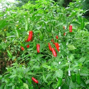 6 Live Serrano Pepper Plants, Red Chili Peppe, Ready to Grow