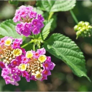 Live Lantana Plant - 4-Inch Pot - Pink Flowering Shrub