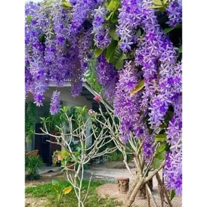 Live Purple Queen’s Wreath Vine - 5 to 9 Inch Tall- Bluebird Vine - Petrea Plant