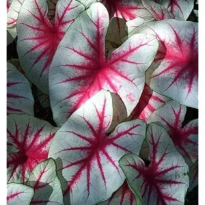 2 Caladium Bulbs for Planting - White Red Bicolor Caladium Tubers - Summer Shade Plant