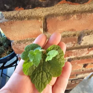 Piggyback Plant 3 Cuttings - Unrooted Live Clippings for Easy Propagation