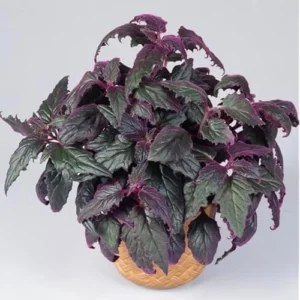 Set 2 Purple Passion Gynura Plants in Pot | Colorful Houseplant | Purple Leaves