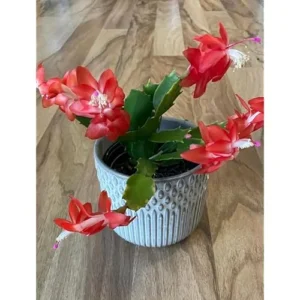 Christmas Cactus Plant - 3 Inch Pot - Red Blooms - Easy Care Indoor Plant