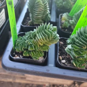Buddha’s Temple Crassula Pyramidalis - Rare Succulent - 2in Pot