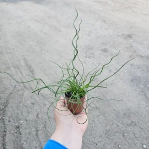 Corkscrew Rush - Juncus Spiralis - Unique Spiral Grass Plant - 4in Pot