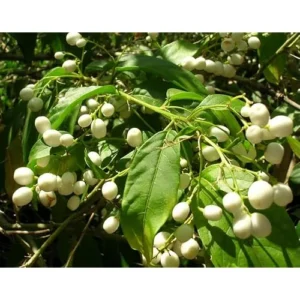 Night Blooming Jasmine Plant - 1 to 2 Feet Tall, Fragrant Jessamine Bush