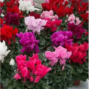 Live Cyclamen Plants - Mixed Large Flowers - Cold Hardy - 4 Inch Pot