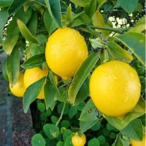 Live Lemon Tree Meyers Variety - 2-3 Inch Tall, 4 Inch Pot, Cold Hardy