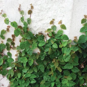 Creeping Fig Ivy 1 Gallon Live Plant – Green Vine, Fast-Growing, Indoor/Outdoor