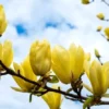 Yellow Bird Magnolia Plant - 1 Gallon Pot - Yellow Flowering Shrub